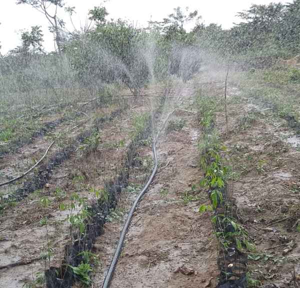 Système d'irrigation LASER SPRAY Yamoussoukro FCFA