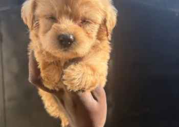Chiots caniches Brazzaville Congo Brazzaville