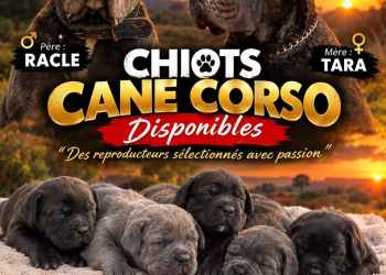 Chiot Cane Corso Pointe-Noire Congo Brazzaville