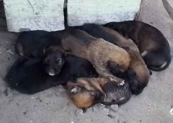 P'tit chiot malinois Pointe-Noire Congo Brazzaville
