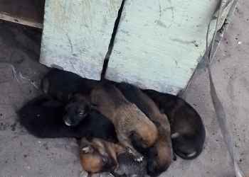 Chiot malinois Pointe-Noire Congo Brazzaville